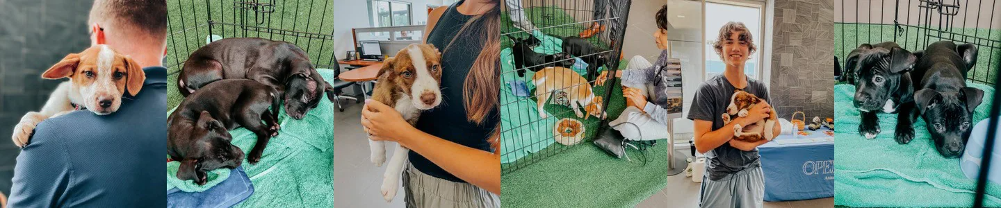 Dean Team Subaru Ballwin MO