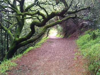 Downtown Subaru of Oakland Oakland CA