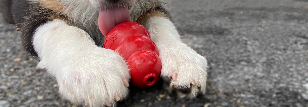 Puppy chewing on KONG Dog Toy