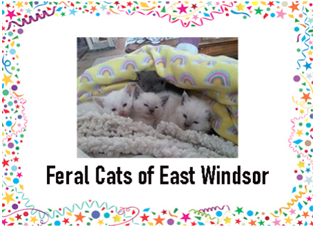 Feral Cats of East Windsor