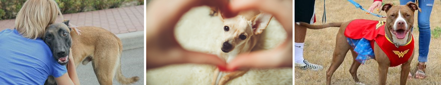 Everett Animal Shelter