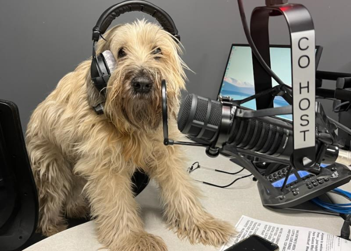 WOW RADIO - DOG