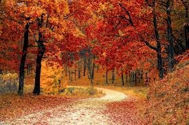 Fall Detail Special