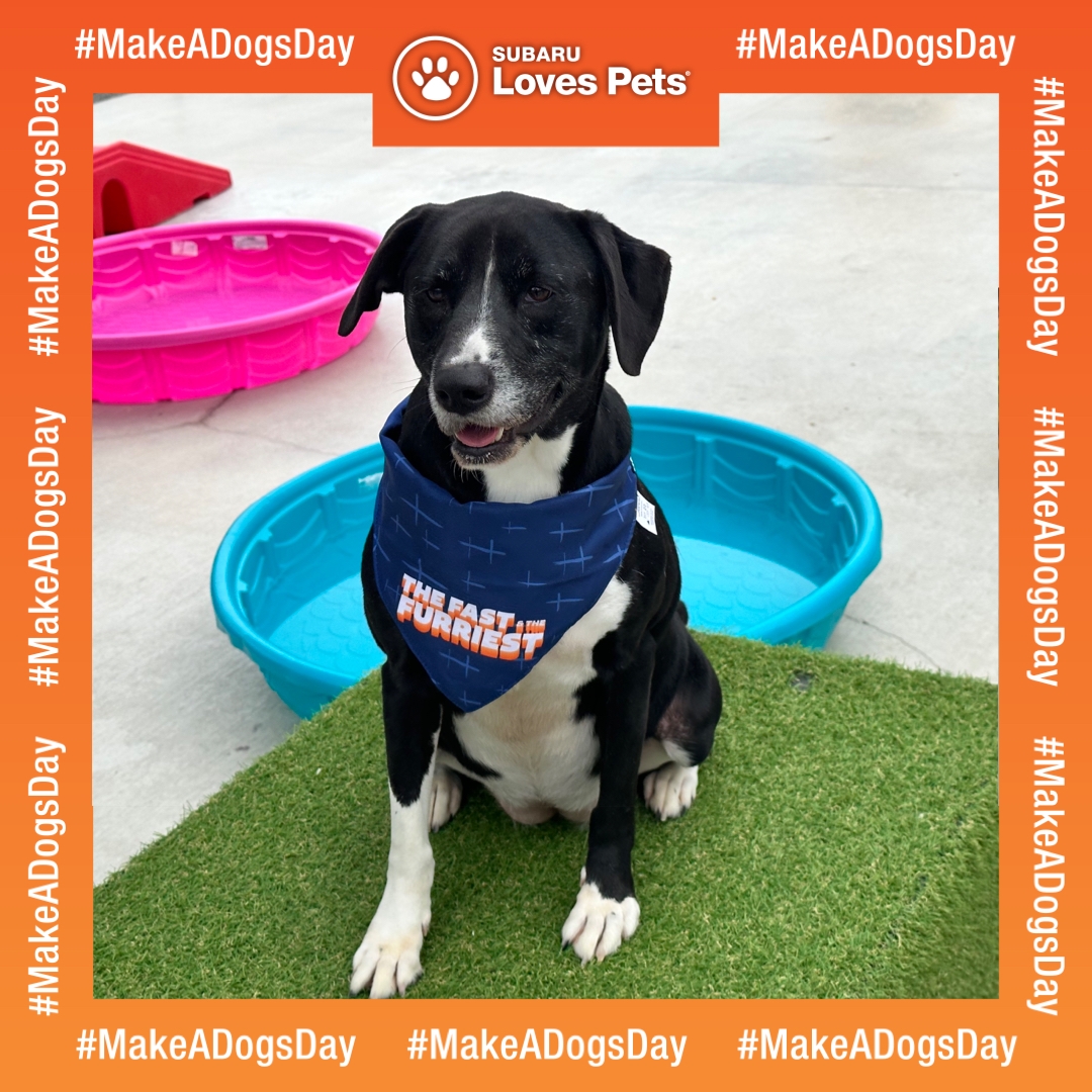 Image of Baldwin’s Make a Dogs Day Pet Adoption Event 2023