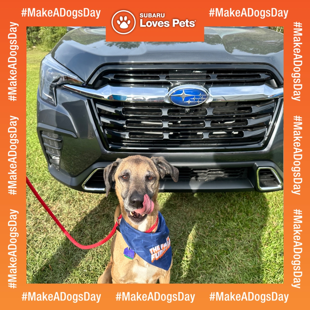 Image of Baldwin’s Make a Dogs Day Pet Adoption Event 2023