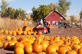 Image result for pumpkin festival denver