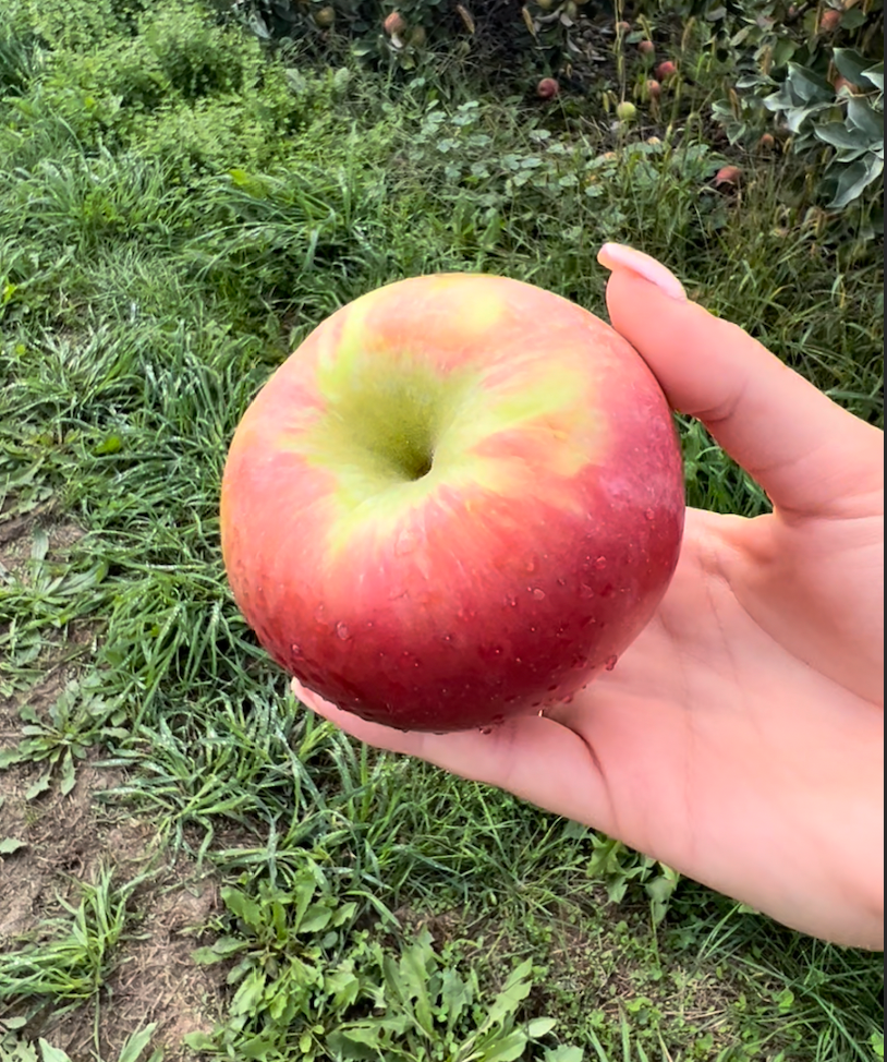 The Best Places To Go Apple Picking this Fall