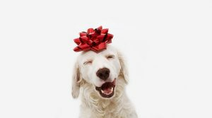 Dog with gift bow on head 