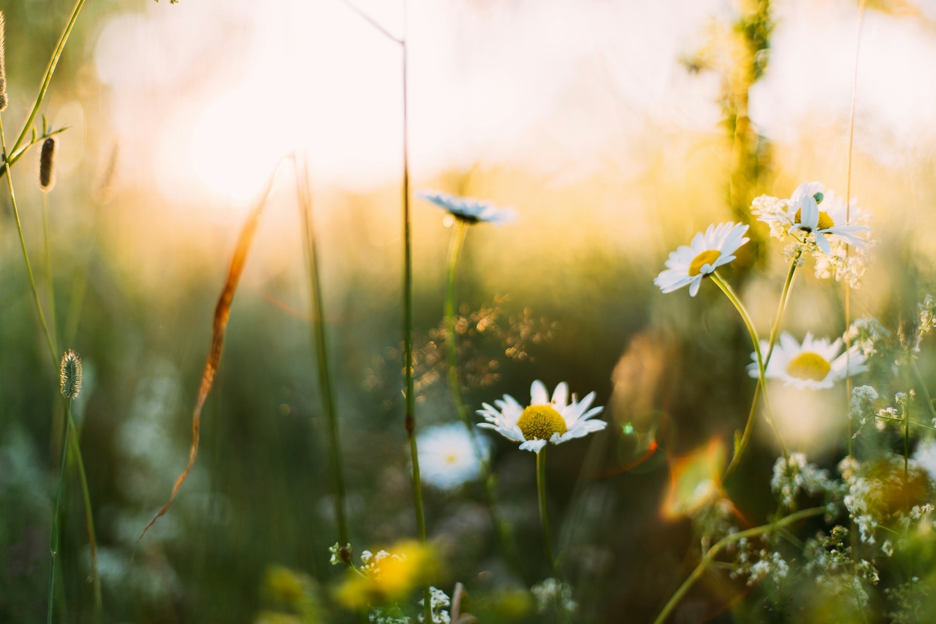 flowers in a field in Temecula, CA