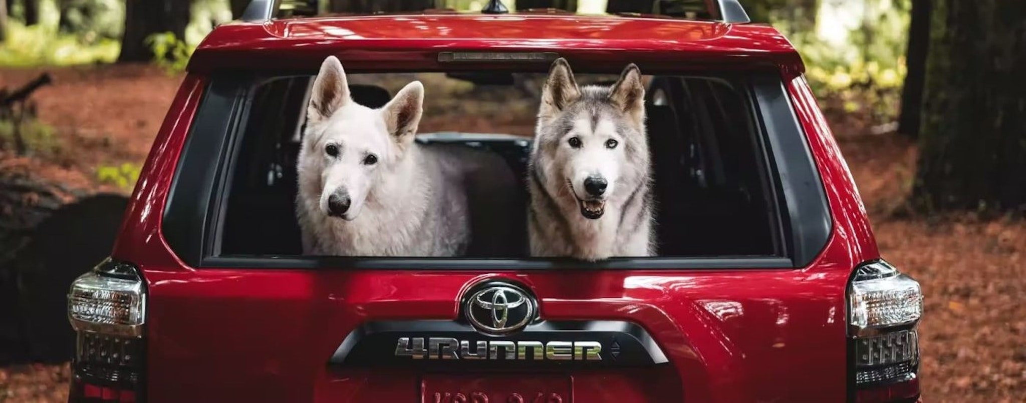 Dogs are shown in the back for a red 2023 Toyota 4Runner TRD Off-Road.