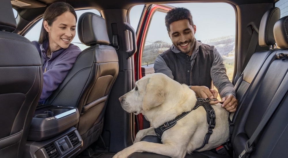 A dog is shown in an orange 2025 Ford F-150.