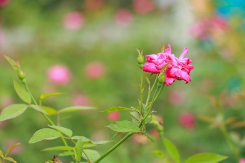 flower in a garden in mission viejo, ca