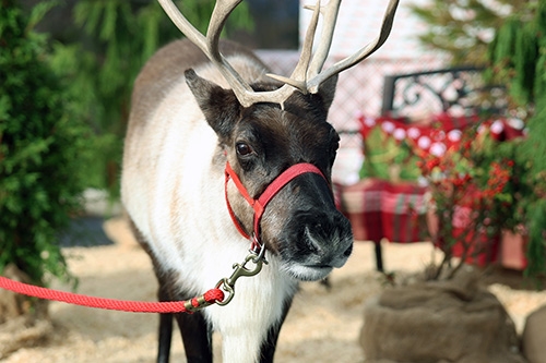 Reindeer from Spruce Ridge Farm posing in custom made backdrop