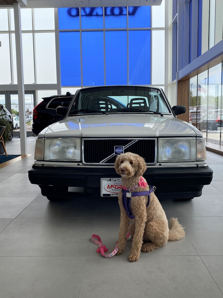 McGrath Volvo Cars Barrington Barrington IL | Dog Friendly