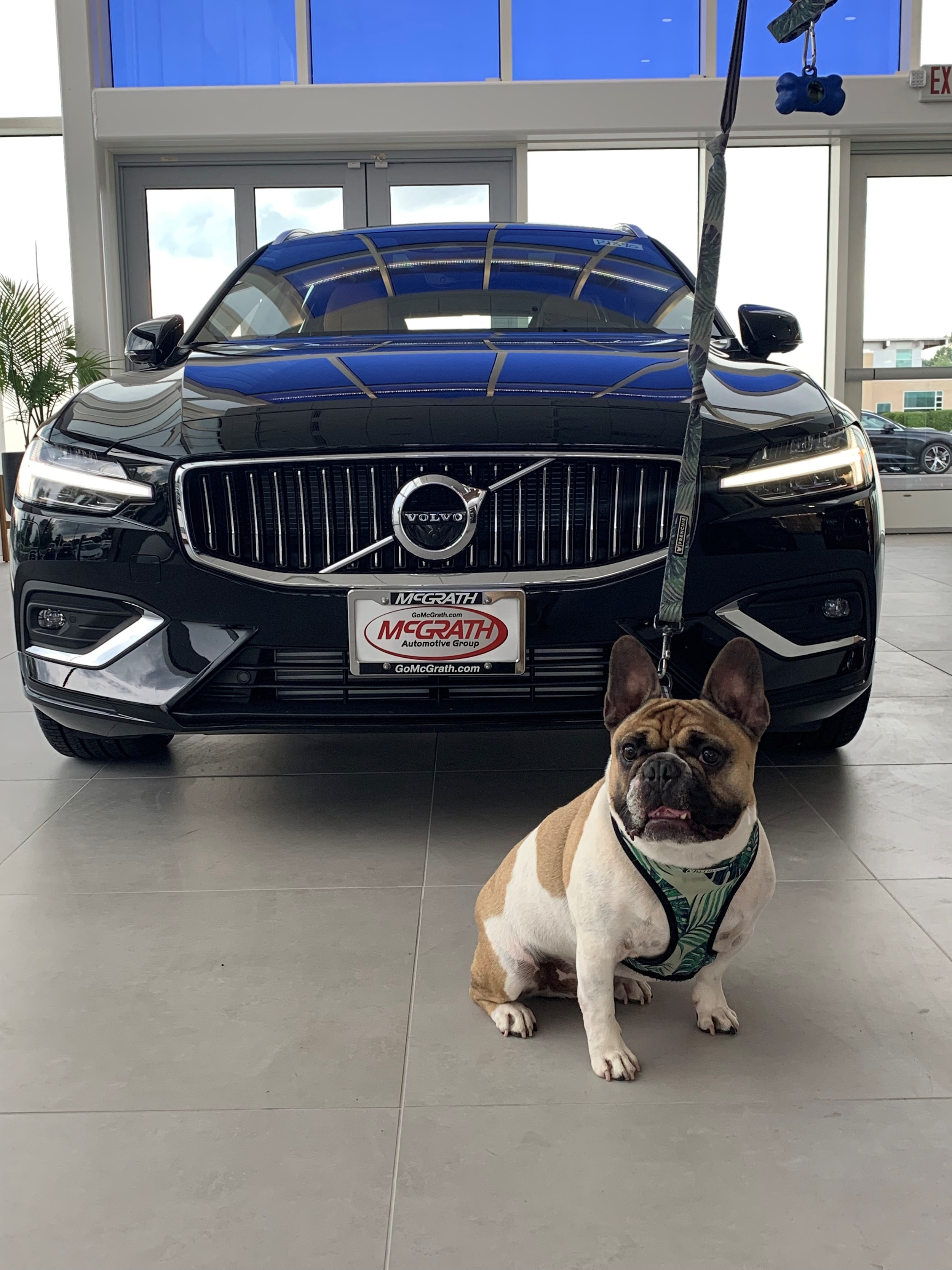 McGrath Volvo Cars Barrington Barrington IL | Dog Friendly