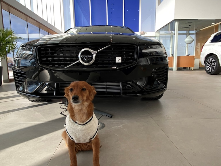 McGrath Volvo Cars Barrington Barrington IL | Dog Friendly