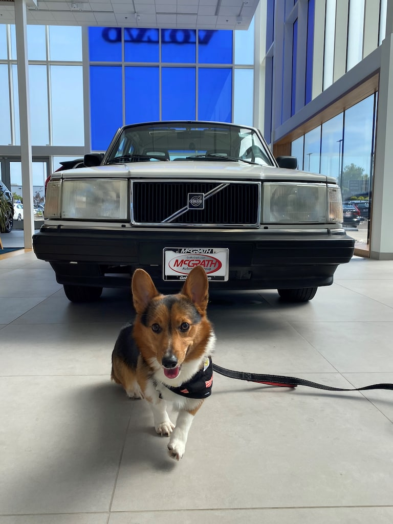 McGrath Volvo Cars Barrington Barrington IL | Dog Friendly