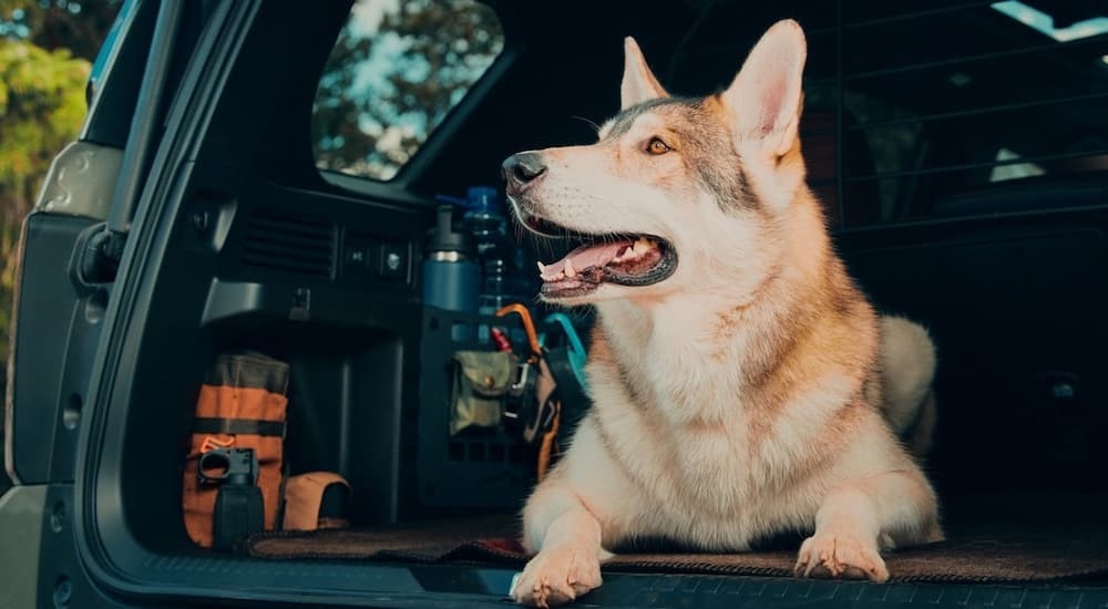 A dog is shown sitting in the rear cargo area in a 2026 Honda Passport TrailSport Elite.