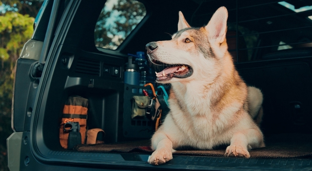 A dog is shown in the rear of a green Honda Passport for sale.