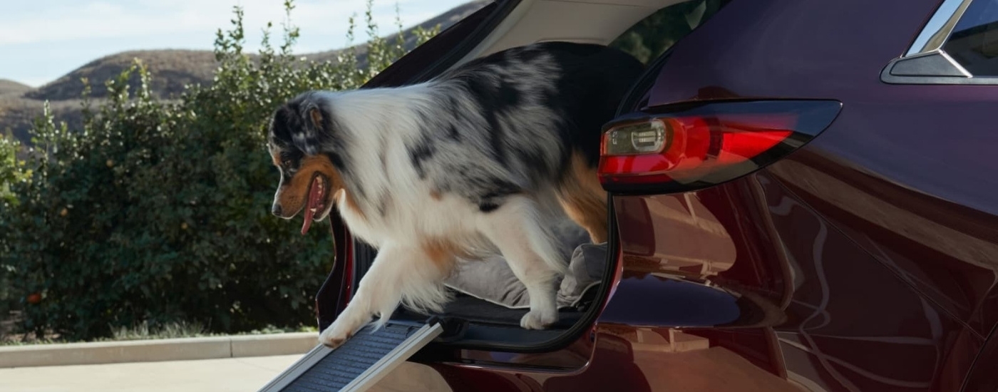 A dog is shown in the trunk of a maroon 2025 Mazda CX-90.