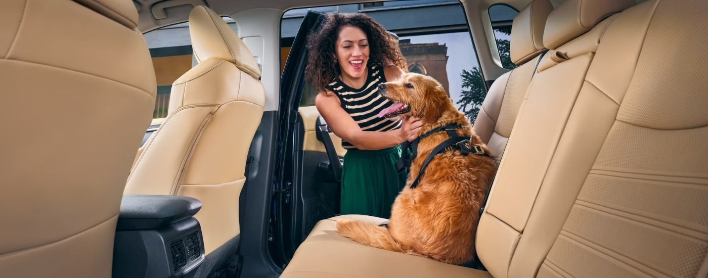 A dog in the back seat of a 2025 Toyota RAV4 Hybrid for sale near White Plains.