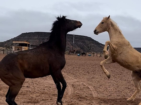 Chalmers Ford sponsored horses Raptor and willy at Tamaya Horse Rehab