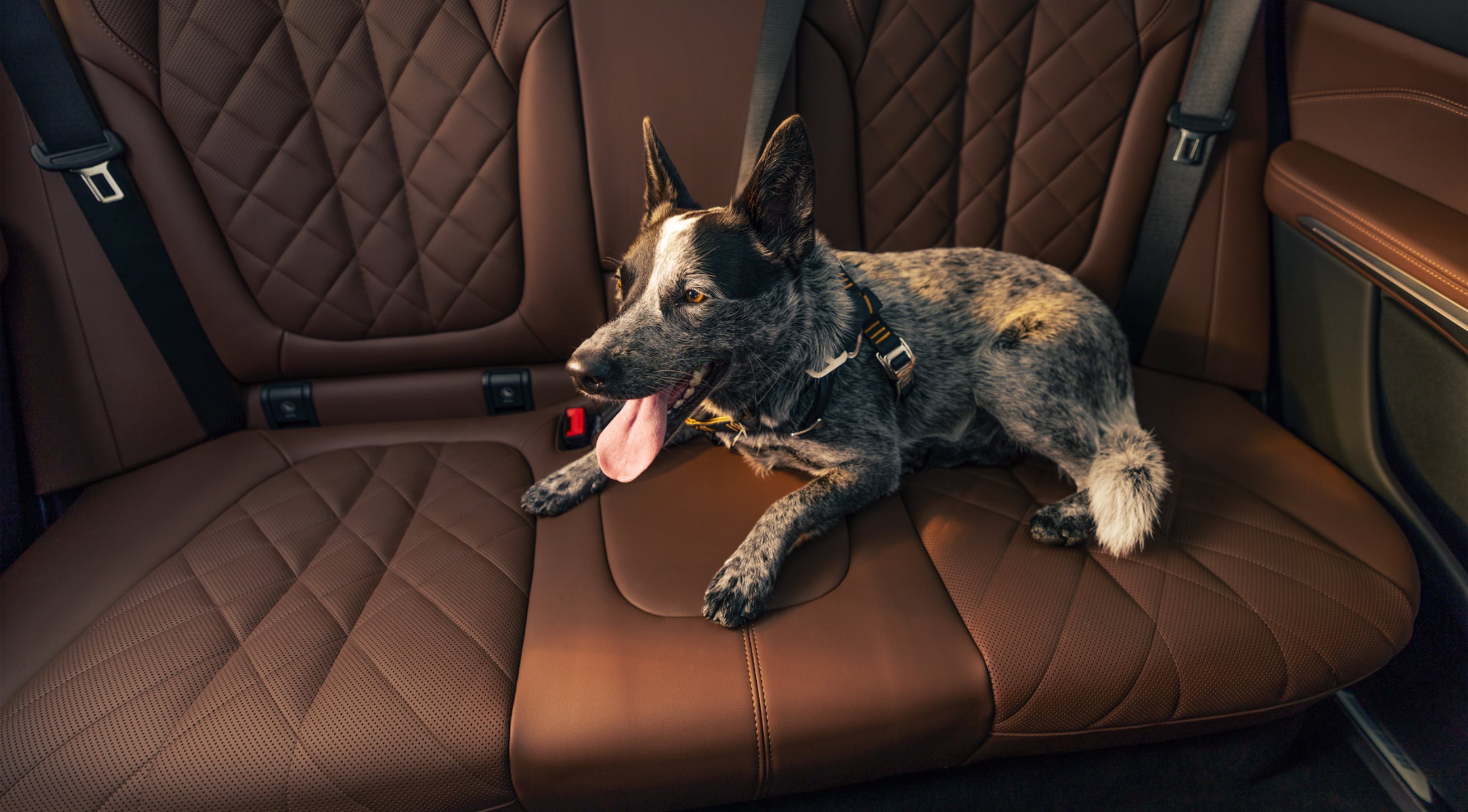 Dog sitting on the seats inside a new BMW