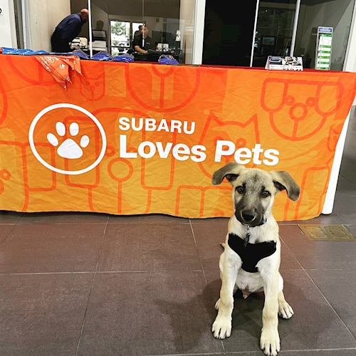 Subaru Loves Pets