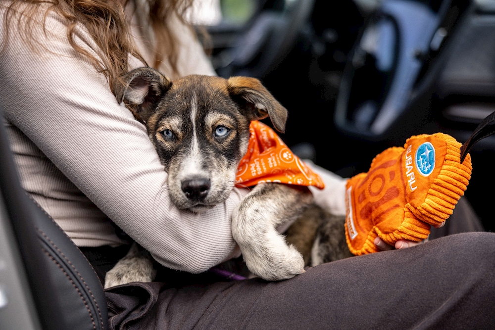 Families at Make A Dog's Day event in Sandy Utah