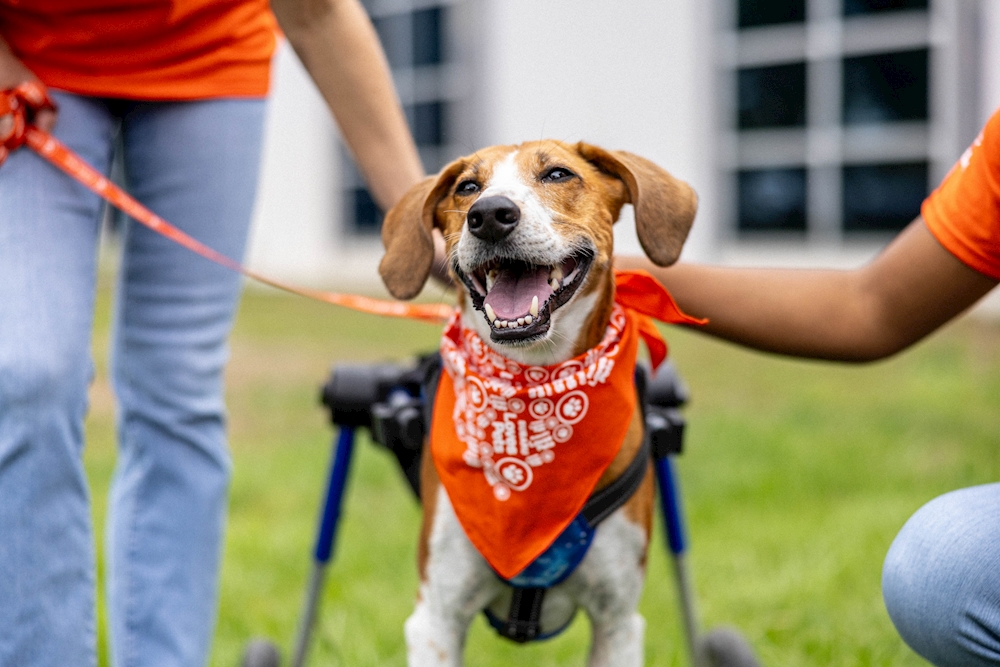 Make A Dog's Day Subaru Loves Pets event in Sandy Utah