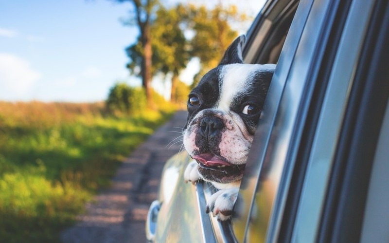 Honda Dog-Friendly Features: Best Cars for Families with Pets in Cleveland, OH