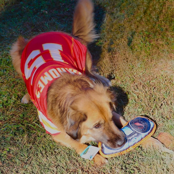 Dog with Subaru Toy