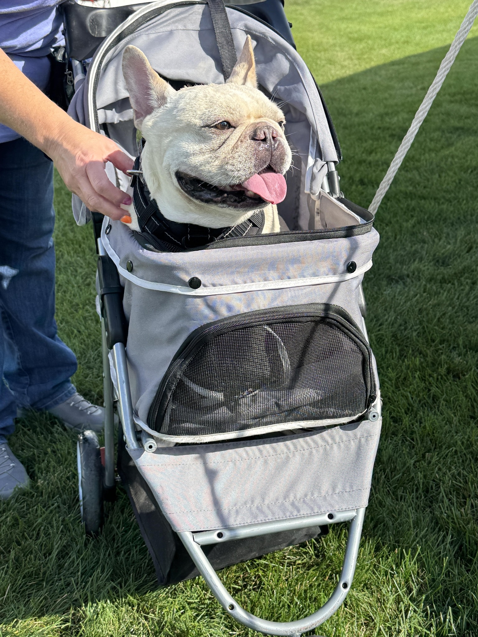 Happy Bulldog riding in a pet carrier at Castle Subaru McHenry.