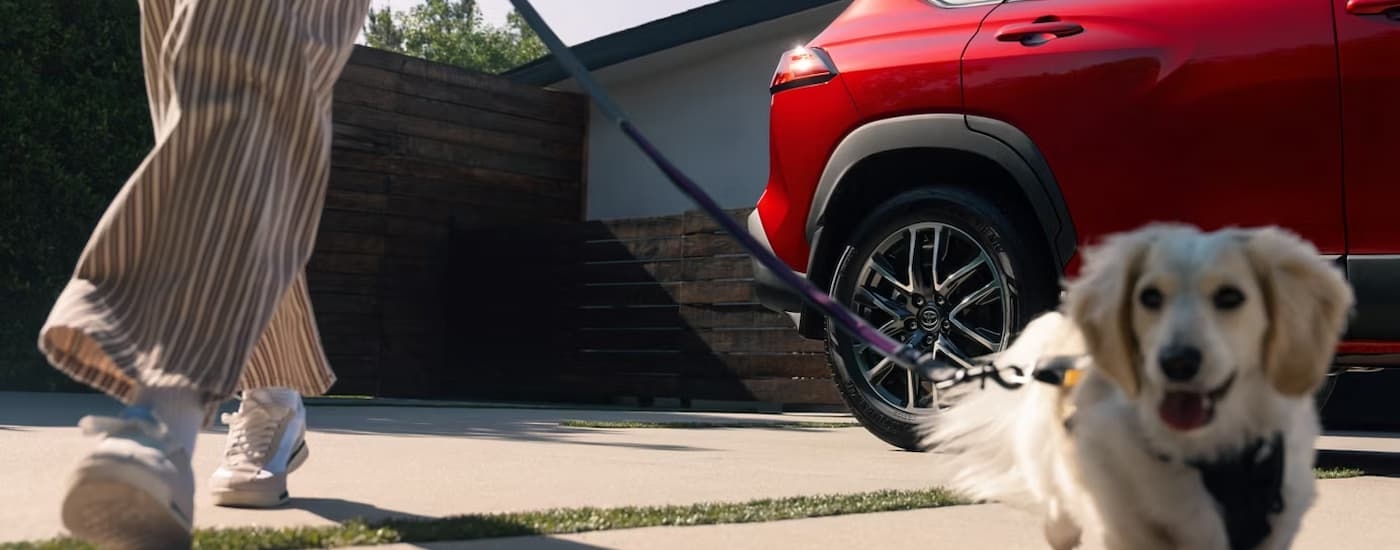 Person walking their dog near a red 2025 Toyota Corolla Cross