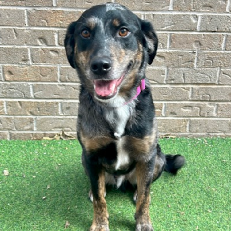 Roger Beasley Automotive Group Austin TX