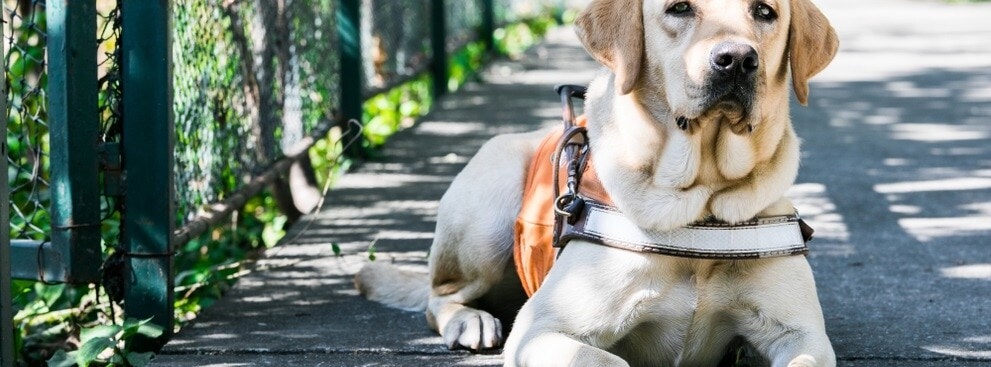 Guide Dogs of America