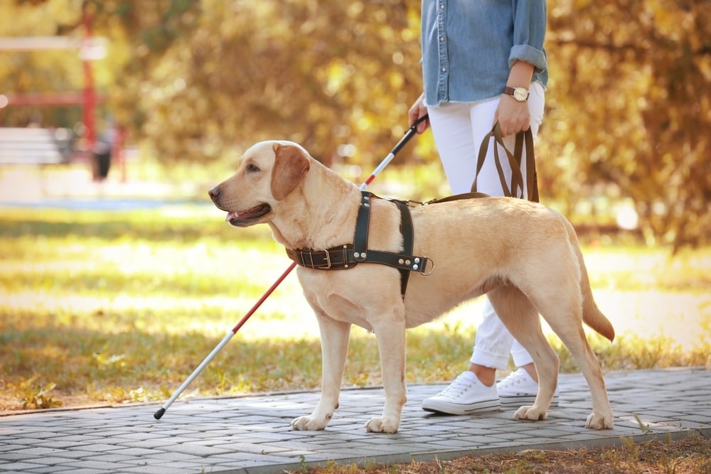 Guide dog training