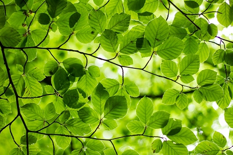 green leaves on a tree