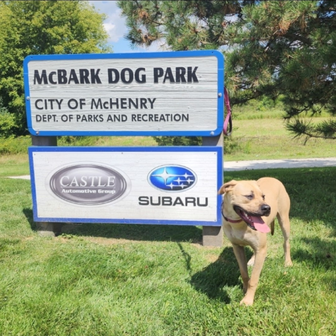 McBark Dog Park Presented by Castle Subaru McHenry