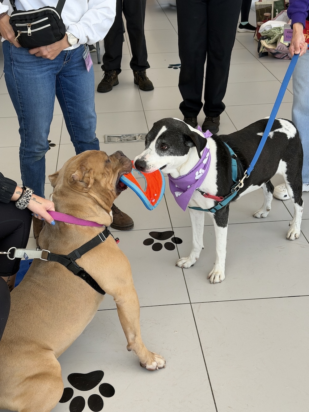 Guests and adoptable pets at Pit Stop for Pets at Castle Volkswagen of Downers Grove