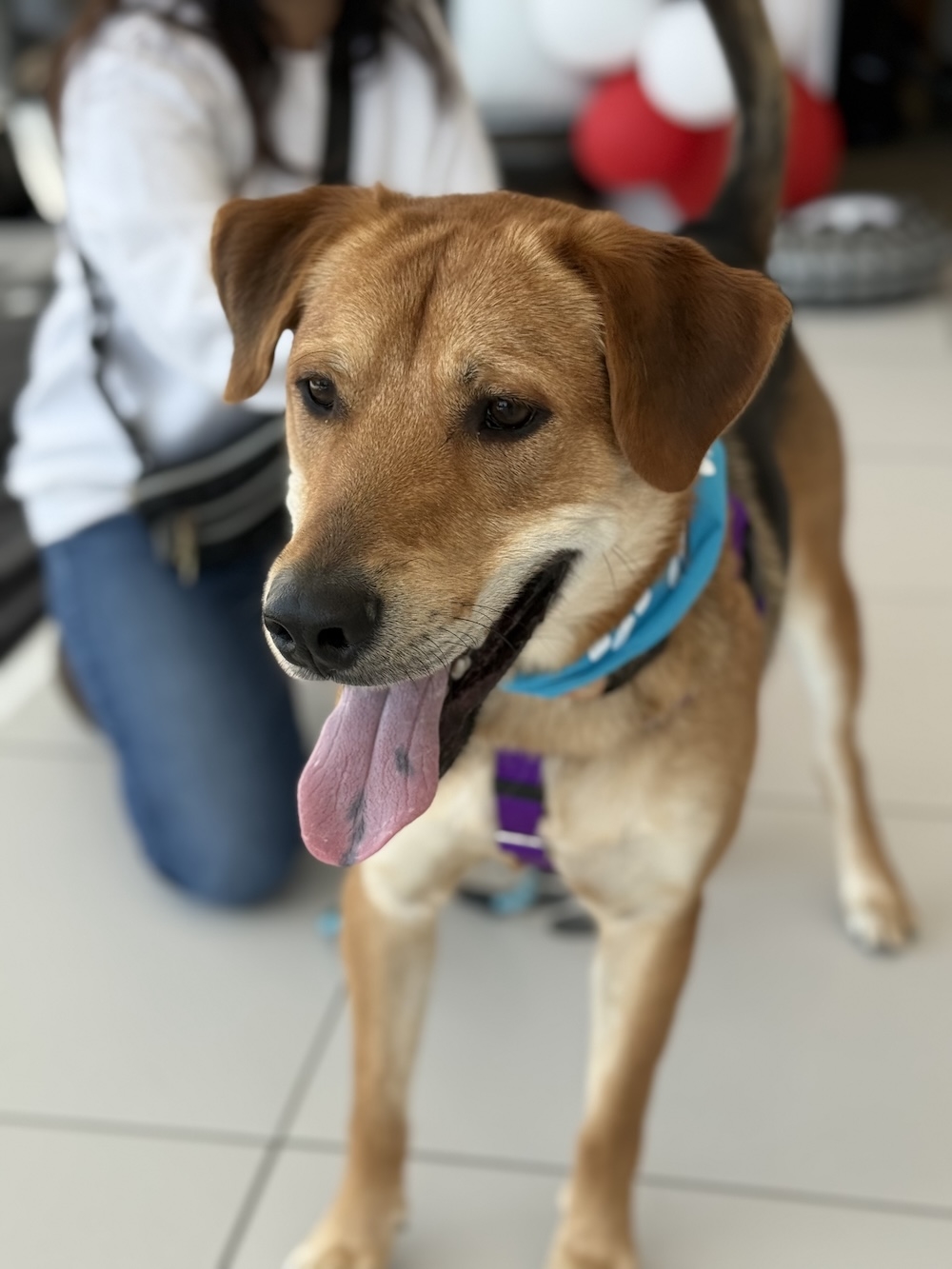 Pet-focused community event supporting West Suburban Humane Society