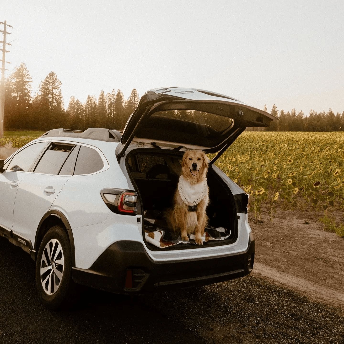 A white Subaru Outback with its rear hatch open and a golden retriever in the cargo area, parked by a sunflower field at golden hour