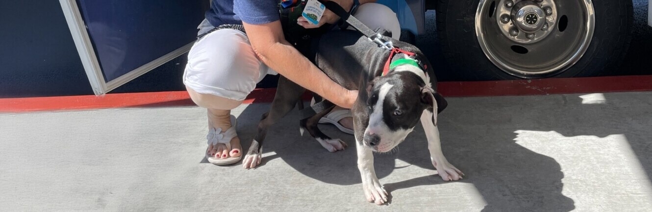 MCACC And Subaru Loves Pets Event