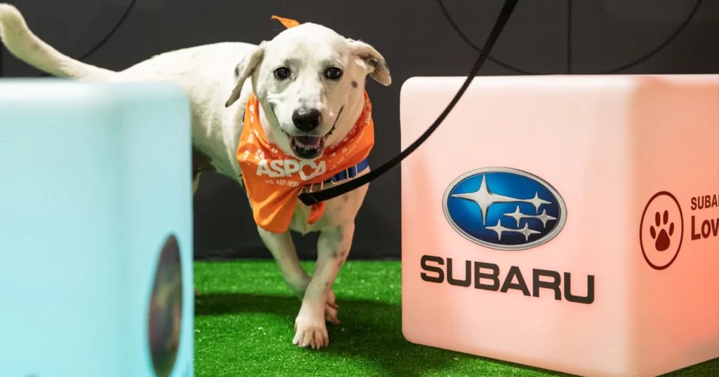 Subaru Loves Pets and Centennial