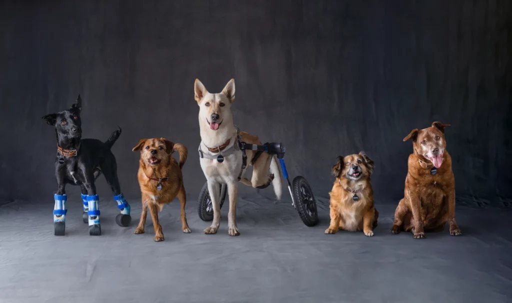 Pet Adoption Event at Subaru