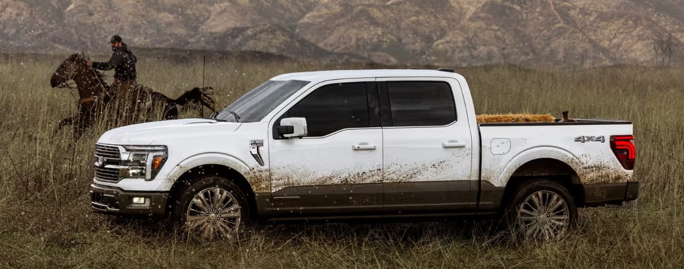 White 2026 Ford F-150 next to a horse