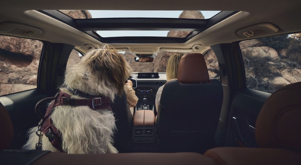 2026 Mazda CX-50 interior panoramic moonroof with a dog in the backseat.