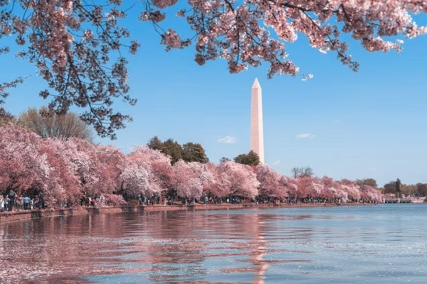 The DC Cherry Blossom Festival is Starting Soon!