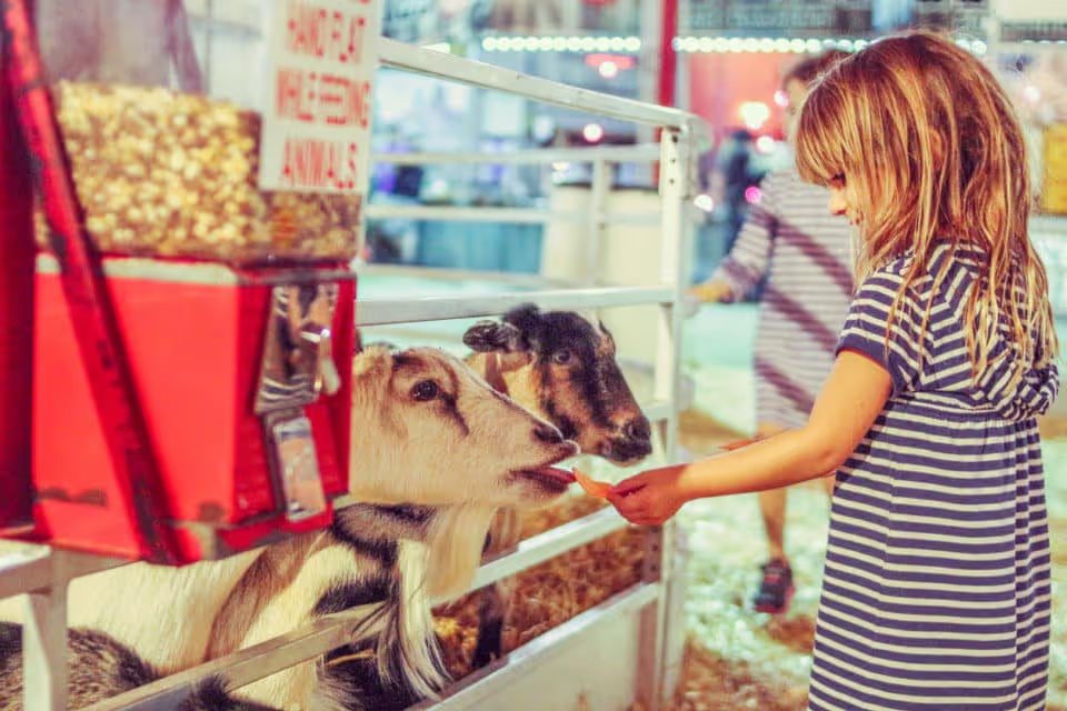 little girl feeding animal at fair petting zoo