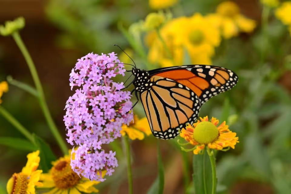 Wildflower Walk